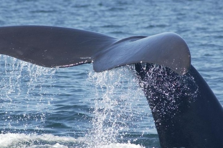 a whale tail